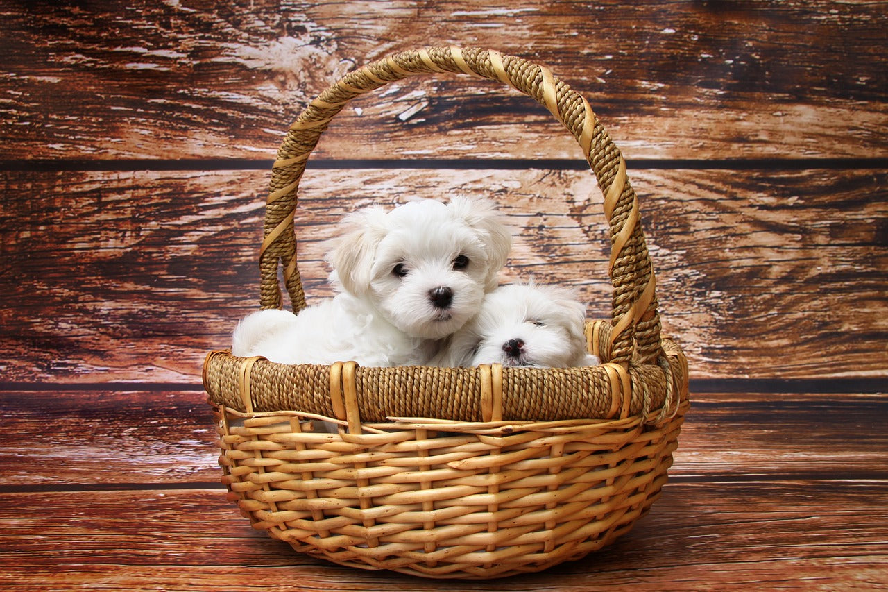 Are Baby Toys Safe for Puppies? Understanding the Risks and Ensuring Pet Safety