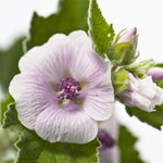 Weleda Baby Sensitive Care Face Cream, 1.7 Fluid Ounce, Plant Rich Moisturizer with White Mallow, Pansy and Sweet Almond Oil