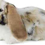 Living Nature Brown Dutch Lop Eared Rabbit Stuffed Animal | Fluffy Rabbit Animal | Soft Toy for Kids | 10 inches