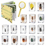 15 Insect specimens,Real Specimens of Various Butterflies and Beetles Made of Resin, Used for Science Classroom Science Education Animal Specimens, Bug Preserved,Oddities, Biology (15 Pcs Beetles)
