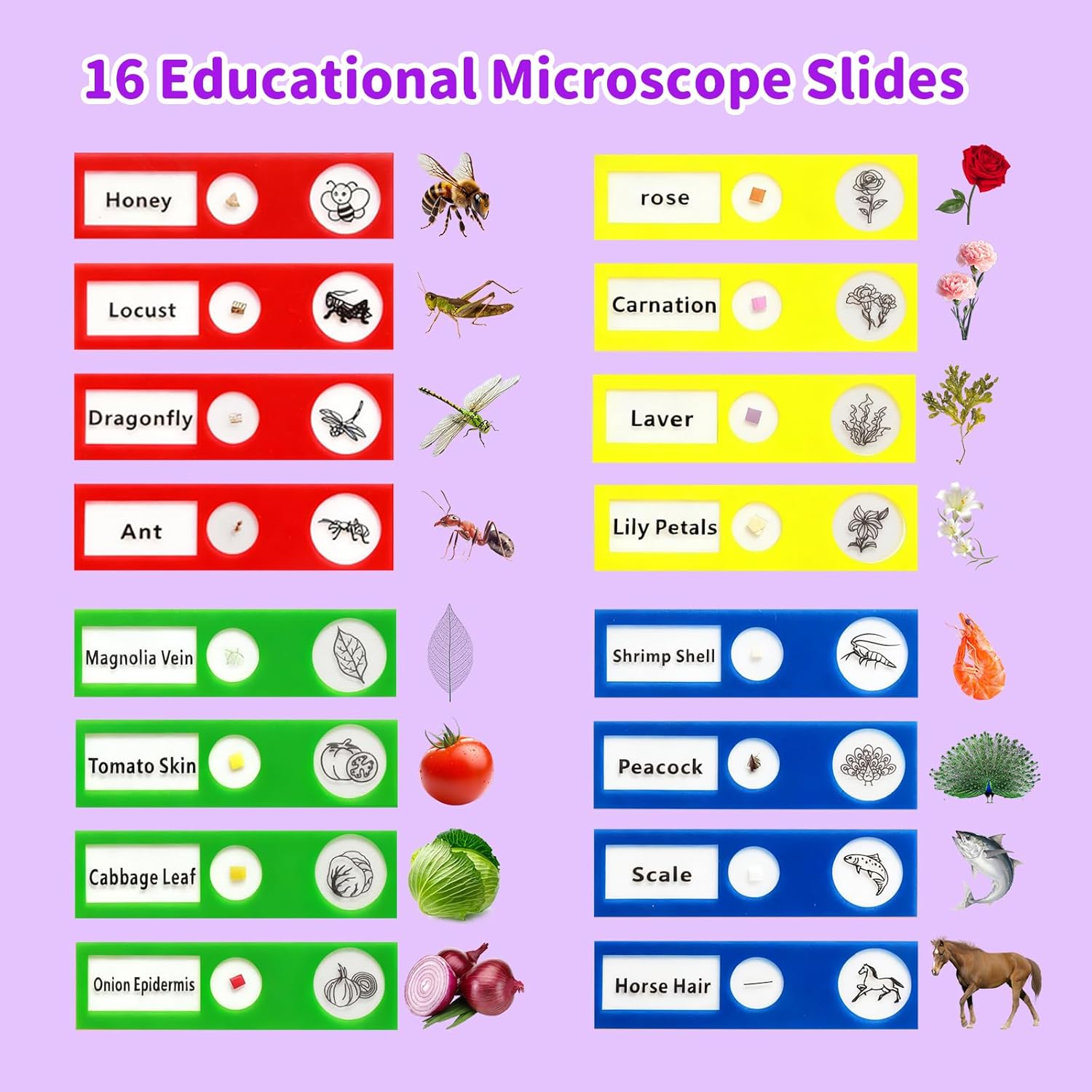 2026 NEW Microscope for Kids with 16 Slides, 2.4" Handheld Digital Pocket Microscope, STEM Educational Science Toys for New Year, Birthday Gifts for 3+ 4 5 6 7 8 9 10 11 12 Year Old Boys Girls, Purple