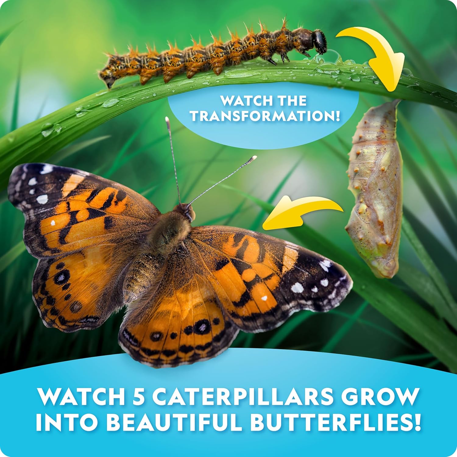 National Geographic Ultimate Butterfly Growing Kit - Butterfly Activity Kit with Voucher for 5 Live Caterpillars, Butterfly Cage, Butterfly Feeder