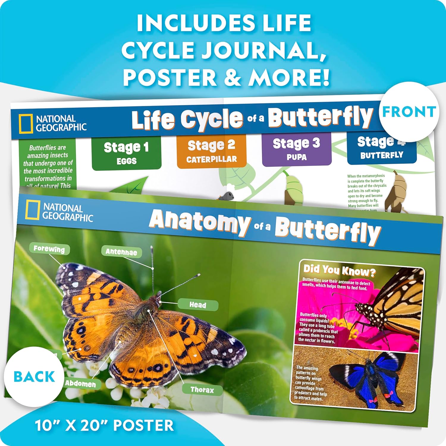 National Geographic Ultimate Butterfly Growing Kit - Butterfly Activity Kit with Voucher for 5 Live Caterpillars, Butterfly Cage, Butterfly Feeder