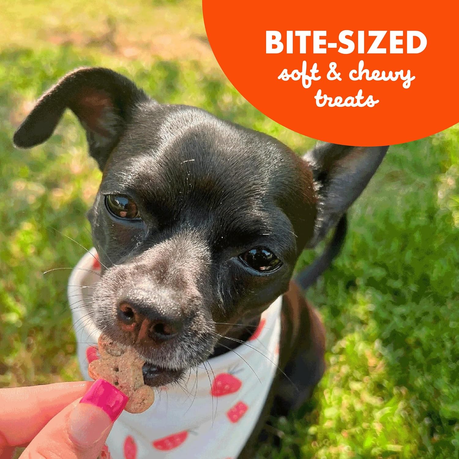 Buddy Biscuit Softies 5 oz Pouch, Grain-Free Soft & Chewy, Natural Peanut Butter Flavor Dog Treats, Oven Baked in the USA